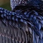 _04C9789.jpg  Grand cormoran
